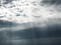 NEVERTHELESS: Rooster 05