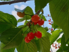 앵두나무 아래 prologue