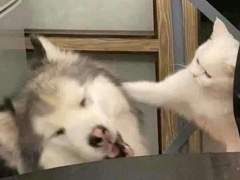 안부 인사와 연재계획 그리고 소장본