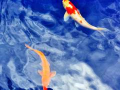 [연밤] 잘랑잘랑