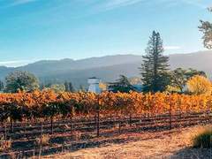 샌프란시스코의 나파 밸리