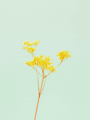 [오오후리/드림] 꽃바람 부는 그 날에