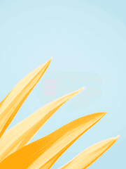 [도리벤/드림] Sunflower Boys