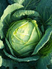 배추 한 포기 포장 판매