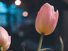 달밤 1주년 기념 이벤트 당첨자 발표