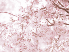 雪夜雲月可-(春)