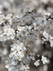 화산귀환 당보청명