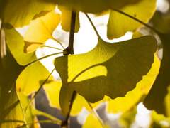 [킨키 KT] 실자락의 마음