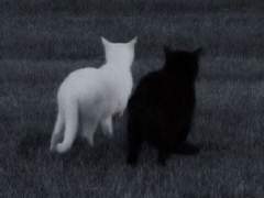 고양이는 자유로워라