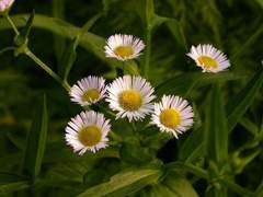 [루카x트레] 화해