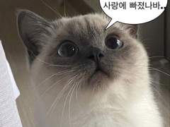 가면포카 도안 공유