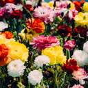 강황당귀오미자