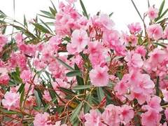 [조걸윤종] 夾竹桃(협죽도)