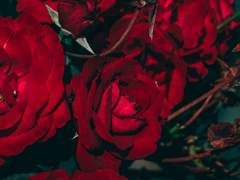 [레레+파르페] 종속