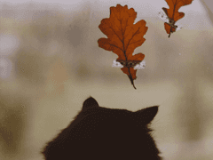 아기 냥이는 자유로워라