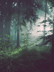 비가 내리는 숲속에서