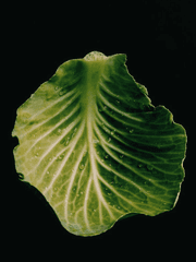 배추 한 잎 소포장 판매