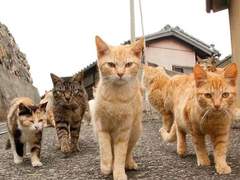 선생님을 위해서라면 희생도 마다하지 않을거에요