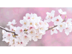 𑁍윤소연/2학년/핑크돌고래𑁍