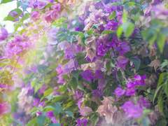 [ 하니 미엘라 / 22 ]