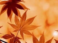 별이 잠들어 있는 호수 그 끝에