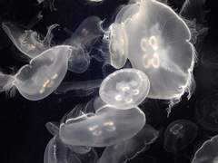 delusional diary (#1)