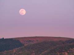 다정도 병인 양하여 잠 못 이뤄 하노라