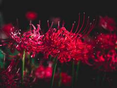 사랑에 의해 태어났으며,