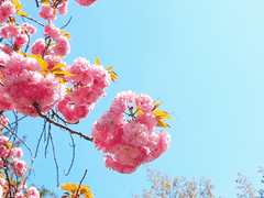 글 커미션 안내