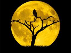 보름달이 뜬 날