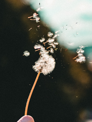 Dan*daily(ダンデーリー, 단데일리)