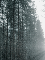 팔미호-여우와의 약속-