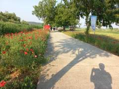 양지만 쫓는 꿈