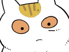 새로 만난 고양이