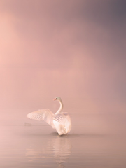 히어로도 빌런도 아닌