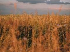 [1기] 서 은수 // Eunsu Ignis Lowell Seo (完)