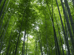 4. 다도로의 첫 걸음