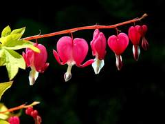 A bleeding heart