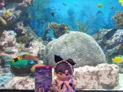 [데못죽 인형]큰세진 (곰세)