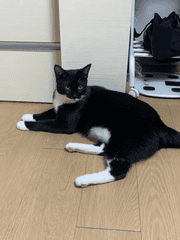 개인 프로젝트 (아마도 1차, 오리지널.)