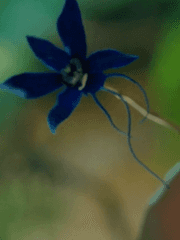 원령가의 아이들