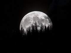 [마크스티븐] Evening primrose