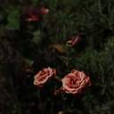 하토의 존재가 감히 영원을 기원하나이다.