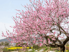 [도리벤드림] 복숭아향기 3화