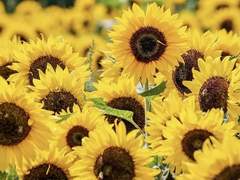 키갈’s 렌탄 연성/썰 2