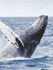 [준호X영우/연재] 당신과의 모든 시간