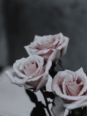 히지카타 드림 / 이성과 본능 사이