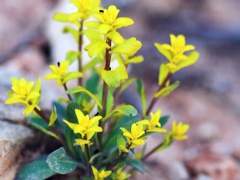 — 사막에서도 꽃을 피우는 자,