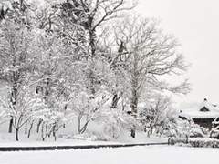 이화우(梨花雨)