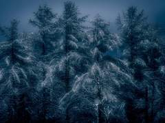 Astre Gloire De Richard